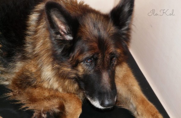 Į veterinarijos gydyklą atvežtas sužeistas vilkšunis, ieškomi šeimininkai