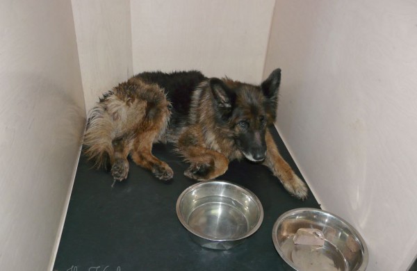 Į veterinarijos gydyklą atvežtas sužeistas vilkšunis, ieškomi šeimininkai