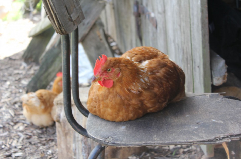 Plinta paukščių gripas