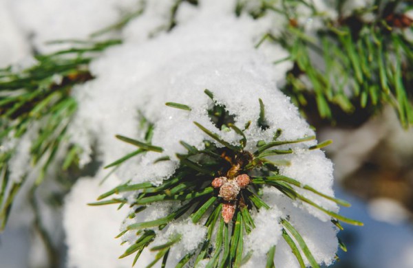 Savaitės orai: permainingi, tačiau žiema džiugins dar ne vieną dieną