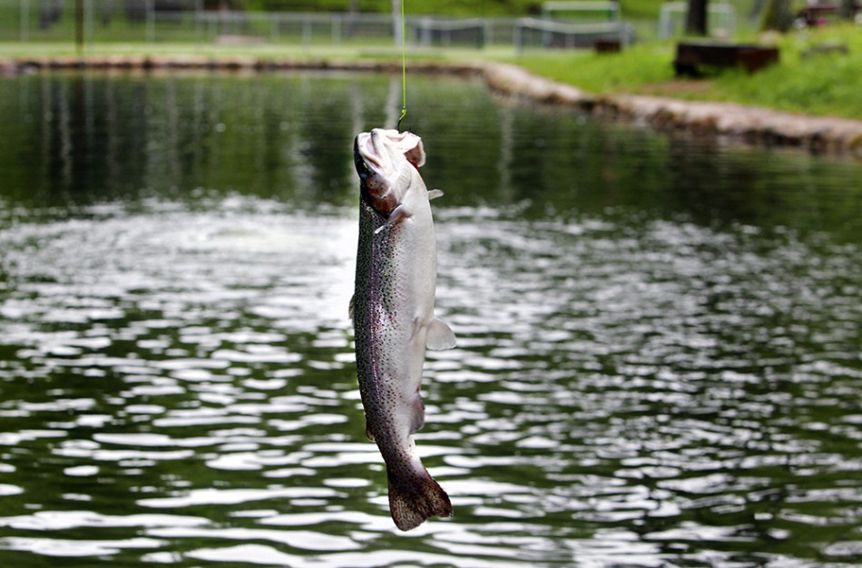 Jonavoje – trys nauji akligatviai: Lašišų, Upėtakių ir Šlakių