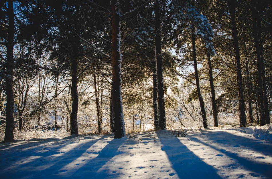 Visuose Lietuvos miškuose vykdoma akcija „Miškas 2016“