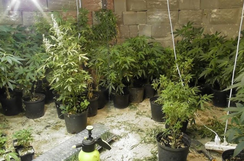 Kanapių augintojai Jonavos rajone vogė ir elektrą, nuostoliai elektros tiekėjams – virš 35 tūkst. eurų