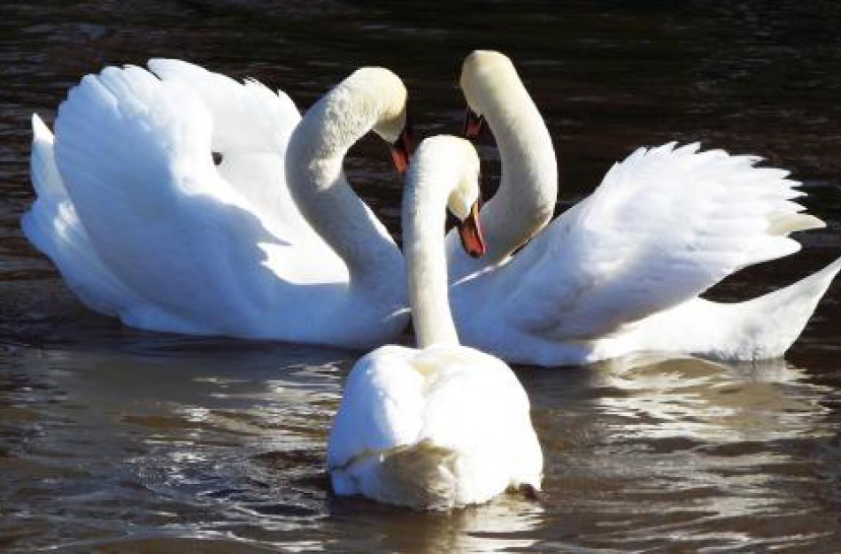 Lietuvoje nustatytas pirmasis paukščių gripo atvejis