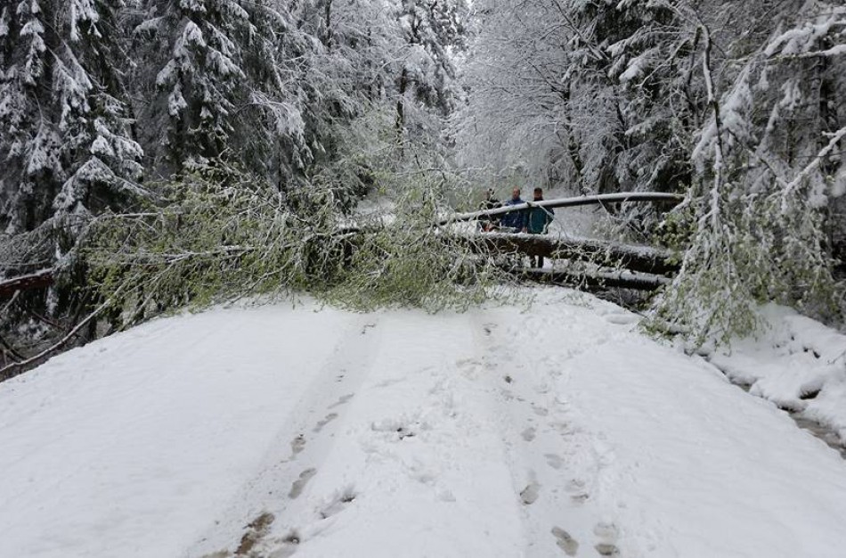 Po gausaus velykinio sniego ugniagesiai Jonavoje nuo kelių traukė kelias dešimtis medžių