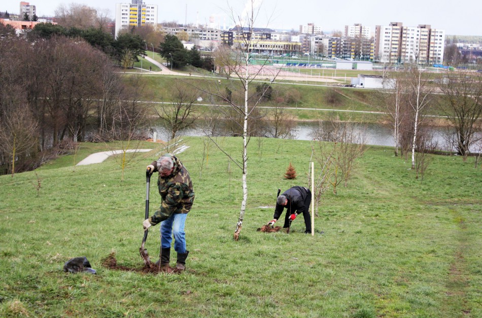Parke netoli Varnutės tvenkinio – kelios dešimtys naujų medžių