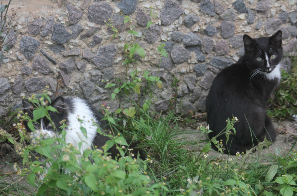 Ieškomi savanoriai darbui su beglobiais gyvūnais
