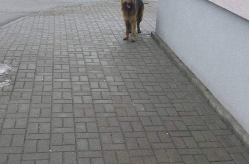 Kur kreiptis pastebėjus kenčiančius ar neprižiūrėtus gyvūnus?