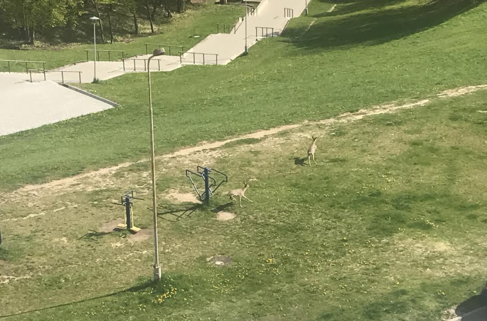 Neįprastas reginys: Rimkuose lakstė dvi stirnos