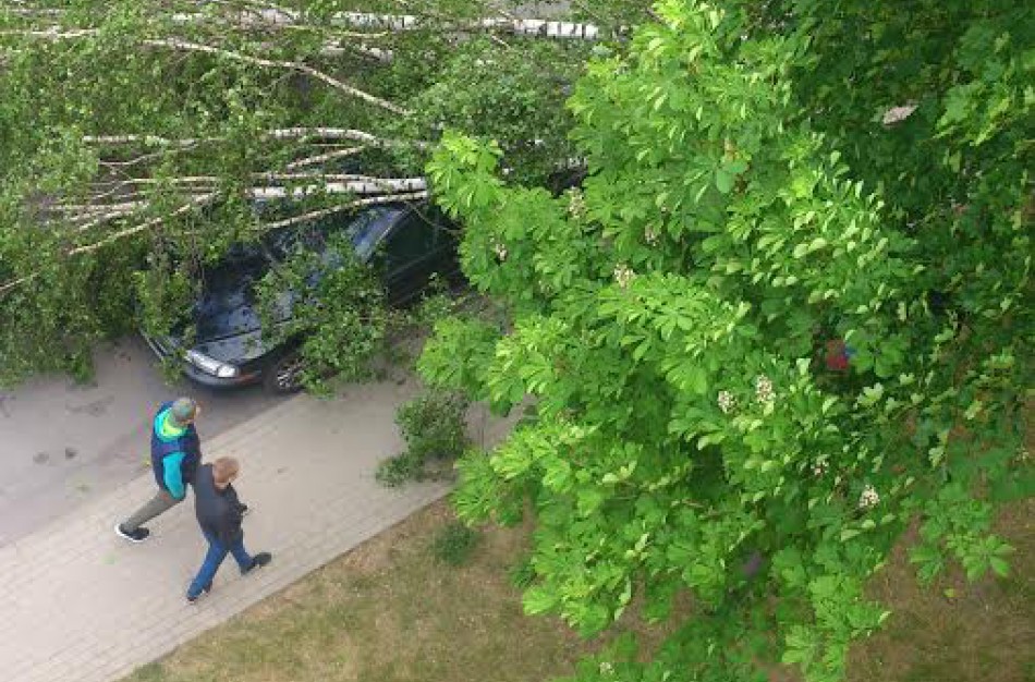 Dėl stipraus vėjo mieste nuvirto du medžiai, dalis jonaviečių liko be elektros