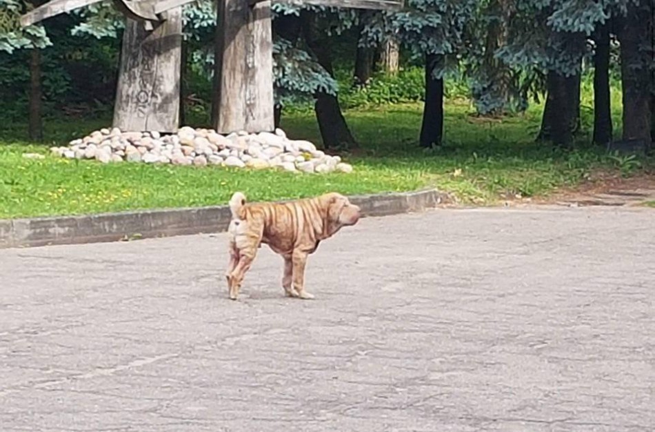 Į Jonavos miškų urėdiją atklydo šarpėjų veislės šuo