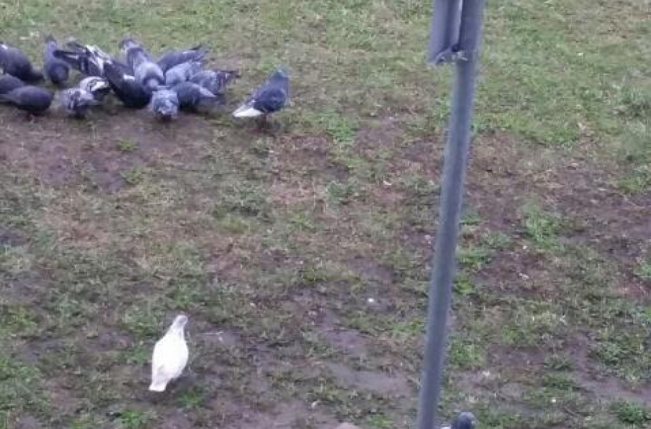 Jonaviečiai kelia problemą dėl kačių šėryklų: „Tai – nehigieniška“