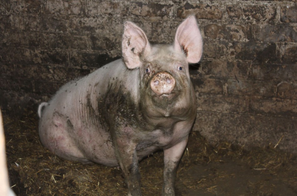 Oficialiai patvirtinta: "Beržų komplekse" afrikinis kiaulių maras, tai - iki šiol didžiausias židinys Lietuvoje 