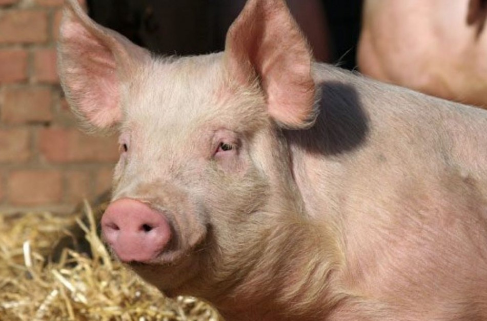 Informacija gyventojams dėl kiaulių naikinimo afrikinio kiaulių maro židinyje