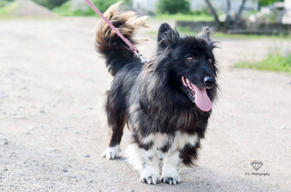 Jonavoje – akcija, skirta beglobiams gyvūnams