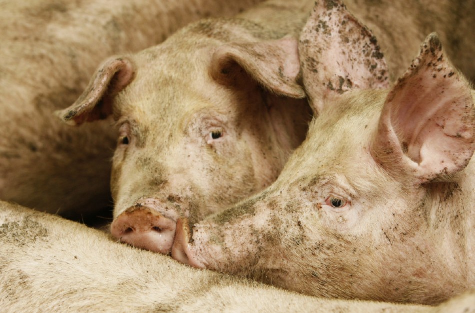 AKM židinyje baigtas vienas svarbiausių užkrato likvidavimo darbų