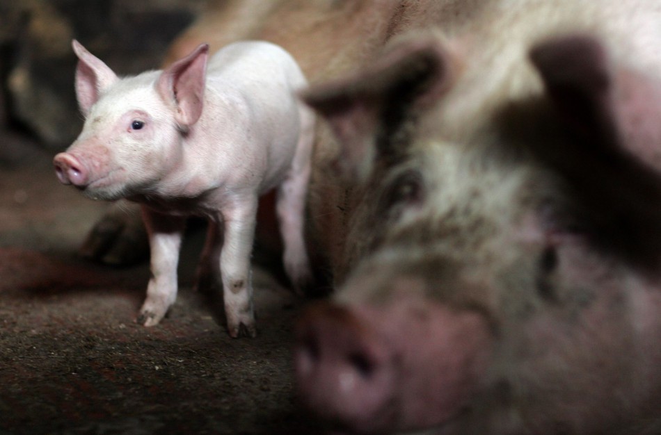 Afrikinis kiaulių maras. Ar yra pavojus žmonių sveikatai?