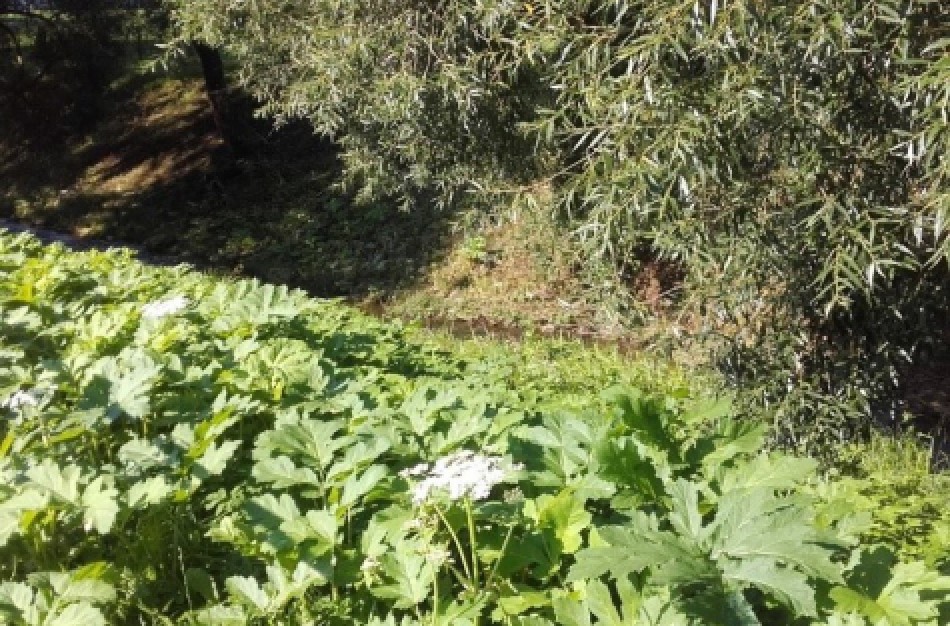 Sosnovskio barščių populiacijos naikinimui – nauja priemonė