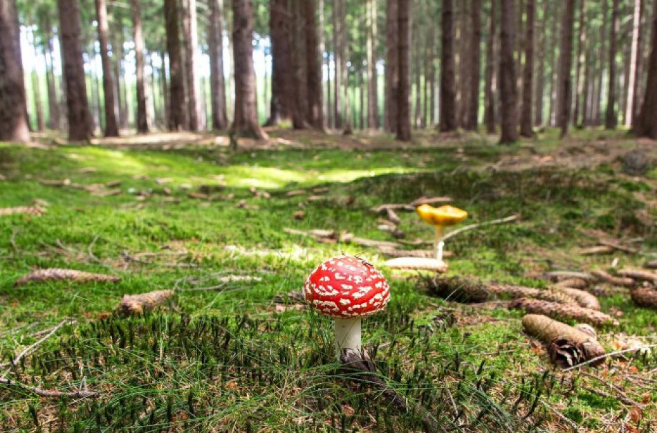 Svarbu rinkti ir vartoti tik gerai žinomus grybus