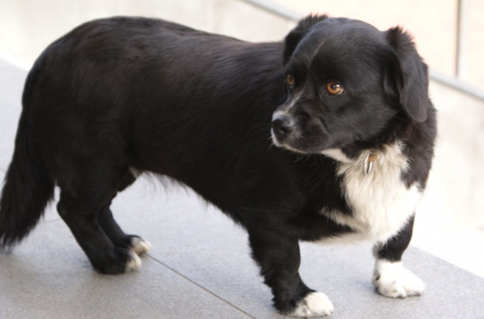 Ištikimai laukia savo šeimininko