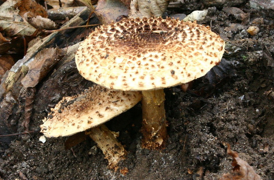 Lietuvoje – pirmoji mirtis apsinuodijus grybais