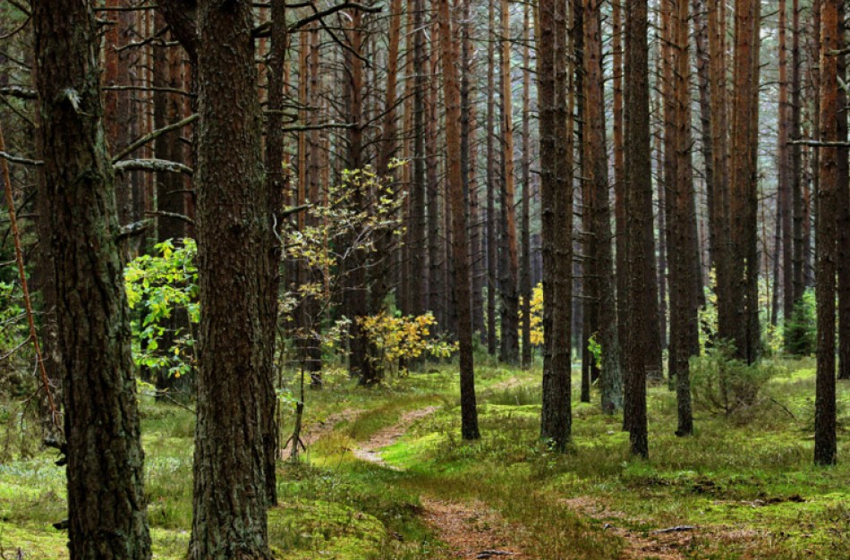 Užusalių seniūnijos miške mirė grybauti atvažiavusi moteris