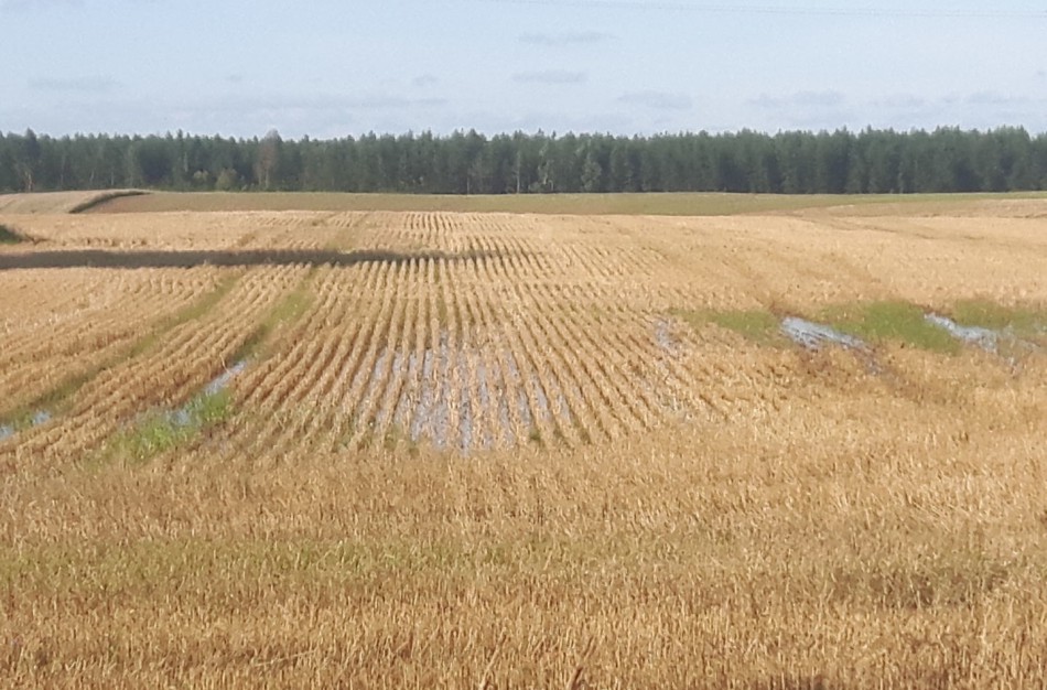 Paskelbta ekstremalioji situacija žemės ūkio srityje