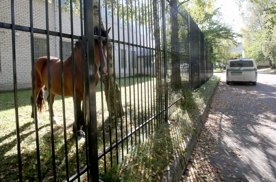 Kulvos seniūnijoje pavogtas arklys iš vieno rajono keliavo į kitą
