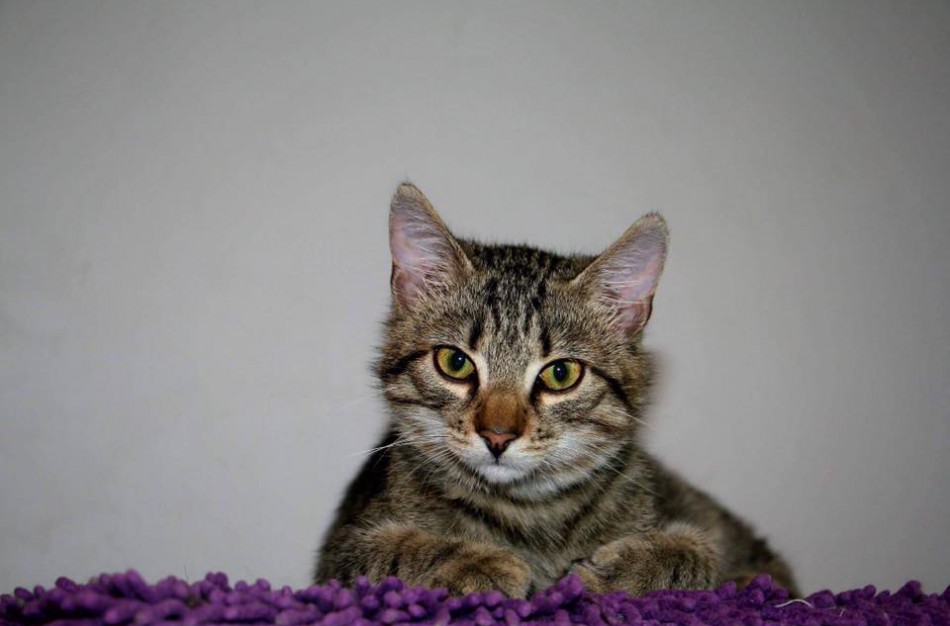 Pasaulinė gyvūnų globos diena – laikas geriems darbams