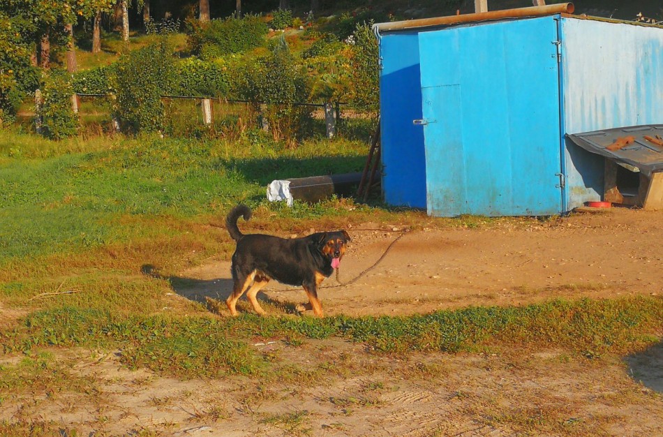 Jonavoje oficialiai sargu dirba keturkojis žmonių draugas – šuo Reksas 