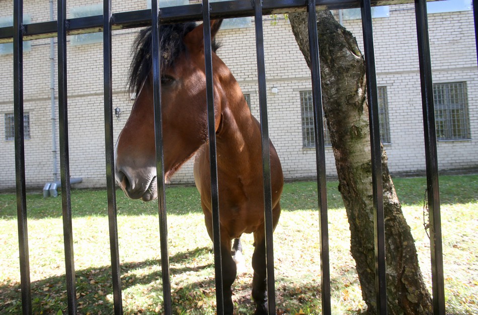 Iš ganyklos pavogė arklį