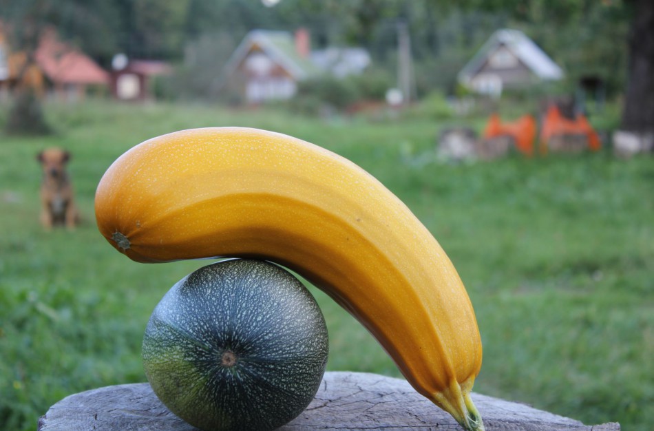 Prekiaujant savo išauginta žemės ūkio produkcija GPM mokėti nereikia