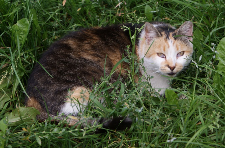 Nebūkite abejingi beglobiams gyvūnams 