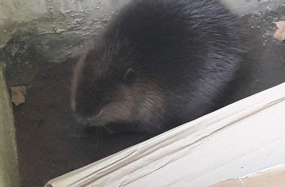 Neeilinė gelbėjimo operacija