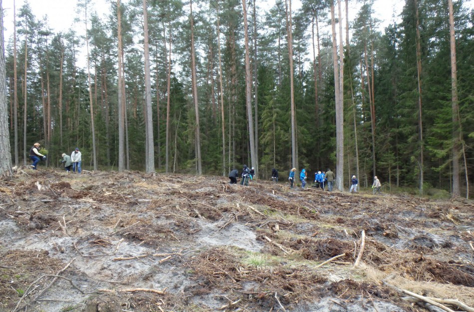 Nupjautas medis prispaudė medkirtį