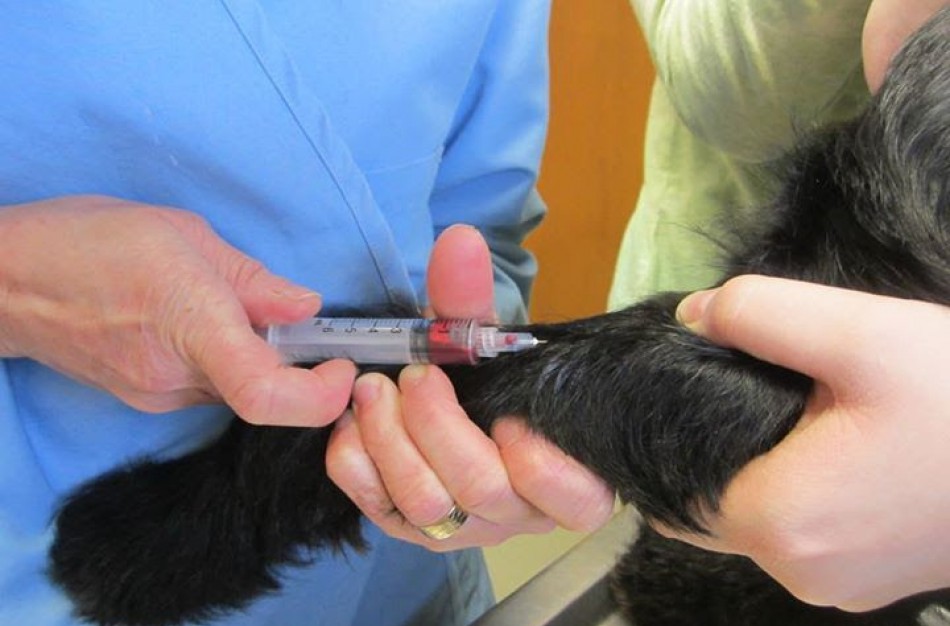 Bus lengviau išsirinkti kur gydyti augintinį