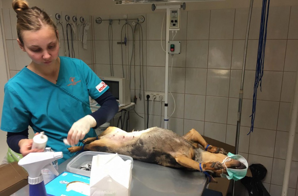 Jonavoje pirmą kartą vykdyta nemokama rajono gyventojų augintinių kastracija