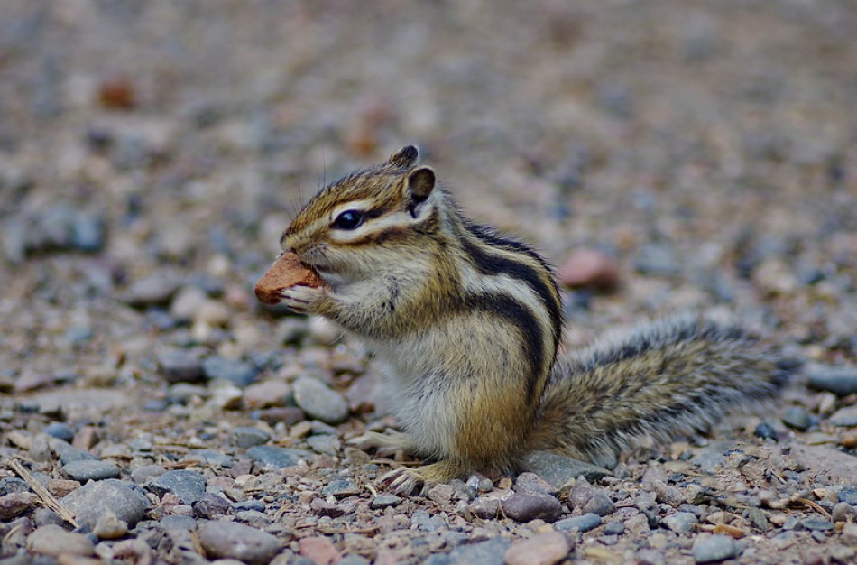 "Gyva" kalėdinė dovana - ne visuomet geriausias pasirinkimas