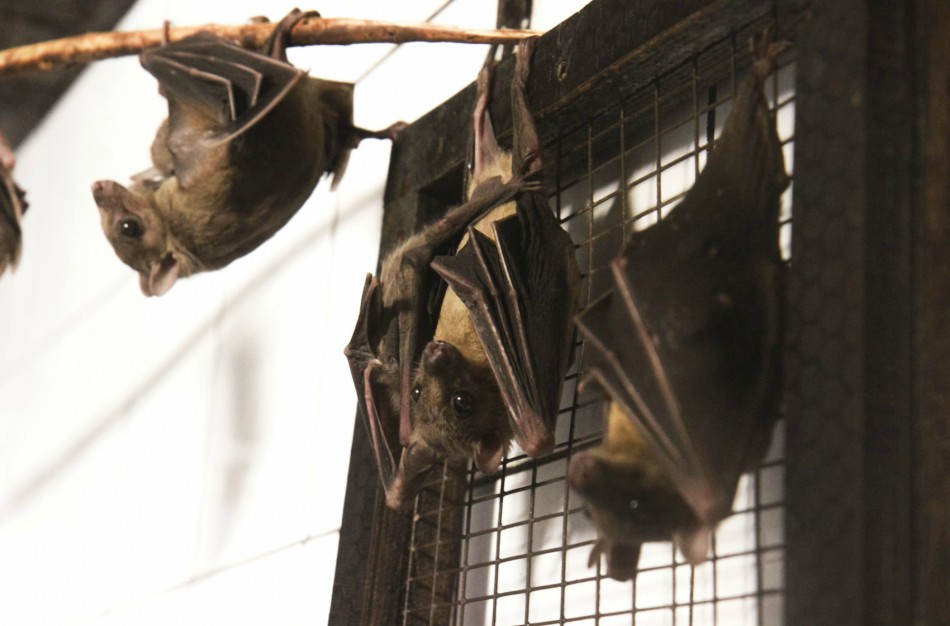 Kokius 2018 metus pranašauja netradicinis zoologijos sode gyvenantis šuo?