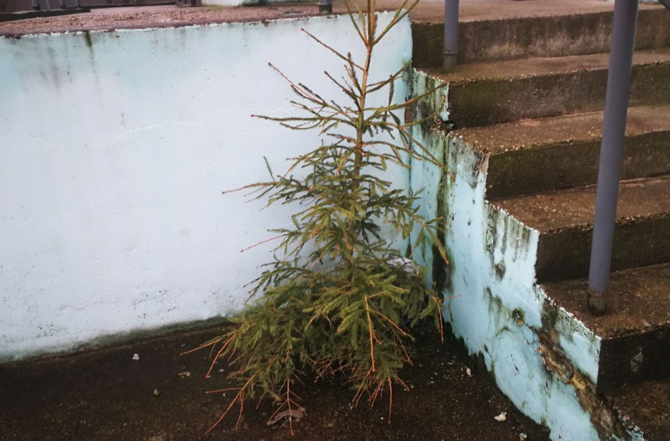 Mieste net 12 vietų skirtų nupuoštoms kalėdinėms eglėms ir šakoms