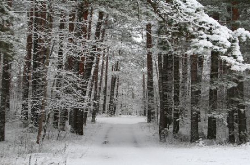 Seimo narių grupė dėl urėdijų reformos kreipėsi į Konstitucinį teismą 