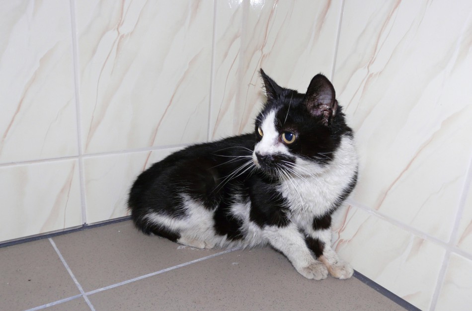 Nuspręsta keisti žiauraus elgesio su gyvūnais tyrimų tvarką