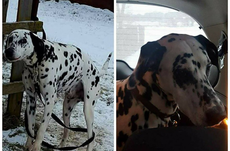 Bus rašomas pareiškimas dėl žiauraus elgesio su gyvūnu