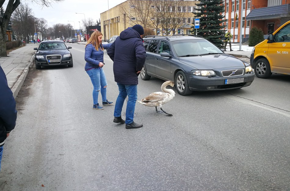Gulbės jauniklio gelbėjimas