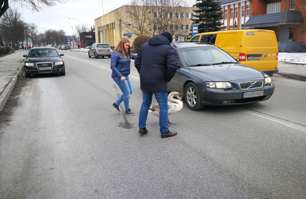 Gulbės jauniklio gelbėjimas
