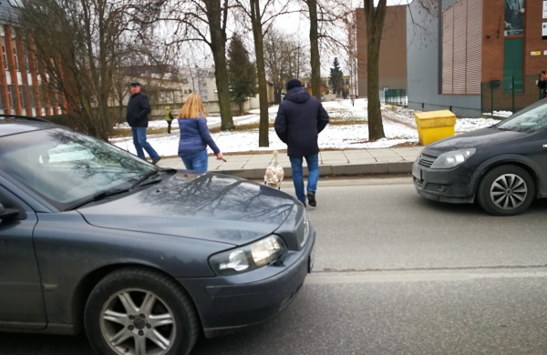 Gulbės jauniklio gelbėjimas