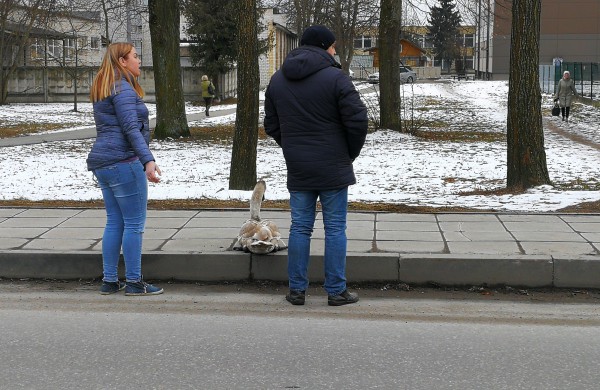Gulbės jauniklio gelbėjimas