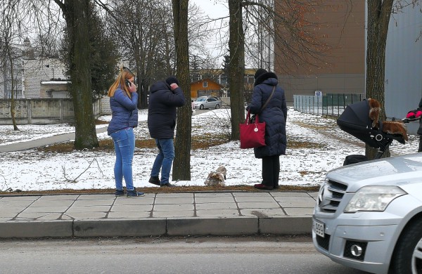 Gulbės jauniklio gelbėjimas