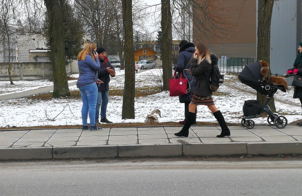 Gulbės jauniklio gelbėjimas