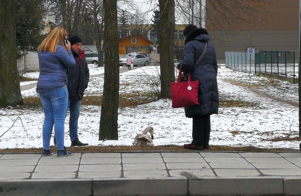 Gulbės jauniklio gelbėjimas